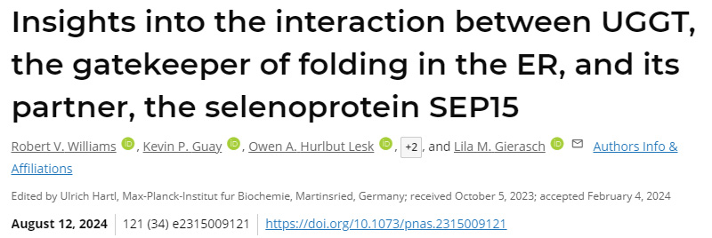 深入了解ER折叠的看门人UGGT与其伴侣硒蛋白SEP15之间的相互作用