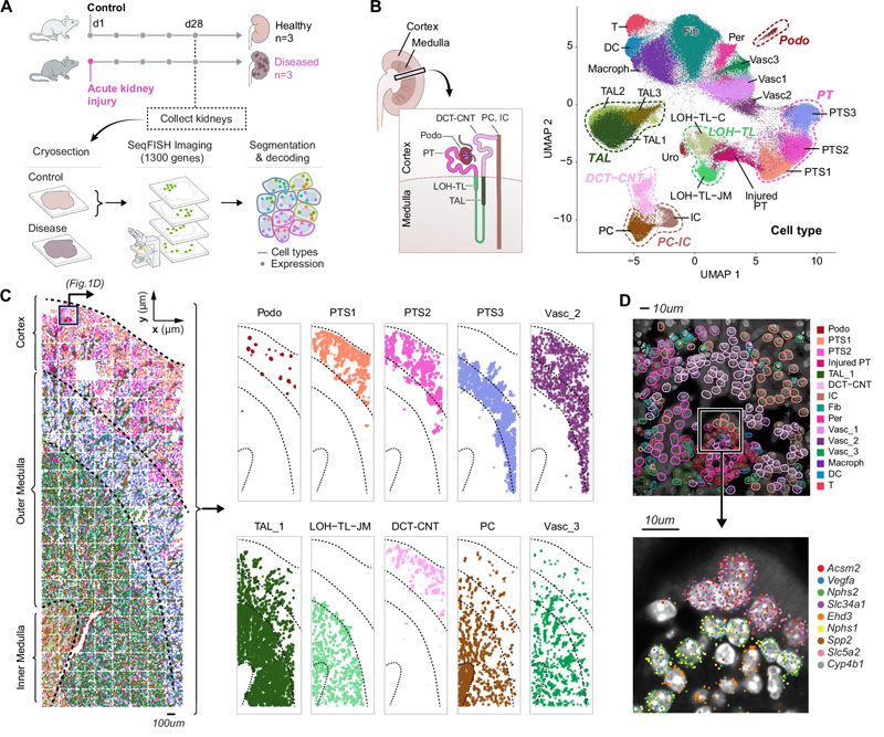 seqFISH揭示了所有主要的肾细胞类型及其在肾脏中的位置，以及AKI后的成分和空间变化