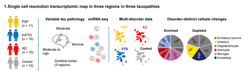 三种tau蛋白病三个区域的单细胞分辨率转录组图谱