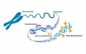 PNAS：细胞在重编程过程中难以完全改变身份的原因