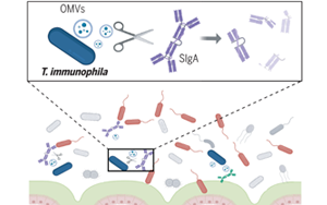 《Science》突破性发现：肠道细菌操控宿主免疫，科学家揭示IgA降解细菌