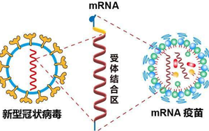 mRNA疫苗技术解析-关键性原料为开发保驾护航