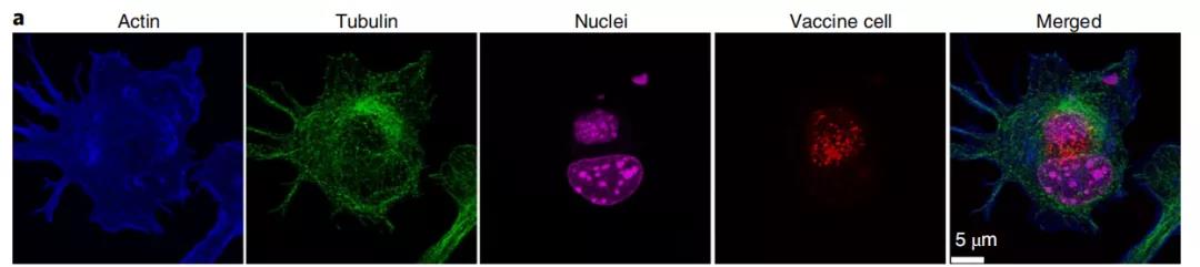 癌症疫苗重大进展！ 《nature》子刊：科学家发明通过肿瘤细胞的低温硅化来制造癌症疫苗的技术