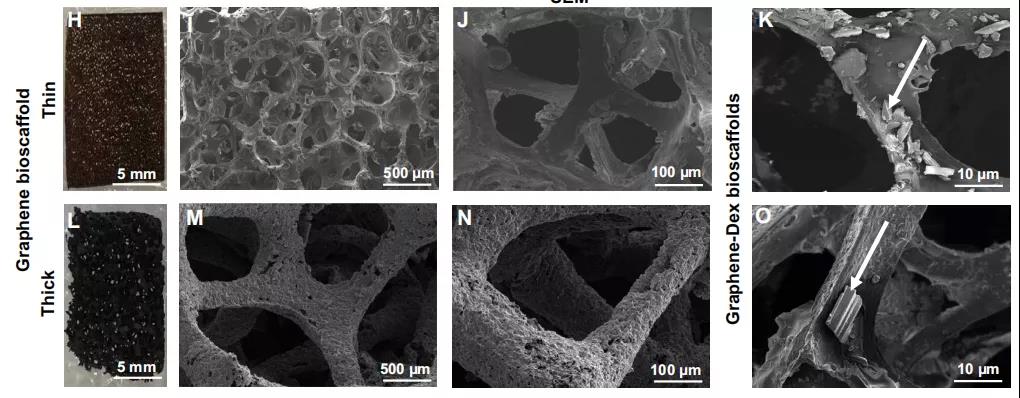 石墨烯 YYDS！Science Advances：石墨烯生物支架用于抑制器官移植的炎症反应，提高移植细胞的生存率