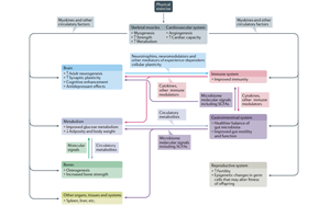 吃药=运动？Nature子刊综述运动“成药”靶点及前景