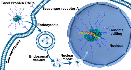 Cas9 ProSNA RNPs