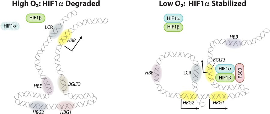 成人型红细胞中HIF1α激活γ-珠蛋白转录的模型