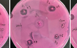 J9九游品牌生物KroVin300防腐剂抑菌实验和效果 - 霉菌篇