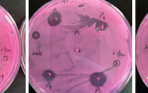 J9九游品牌生物KroVin300防腐剂抑菌实验和效果 - 酵母菌篇 