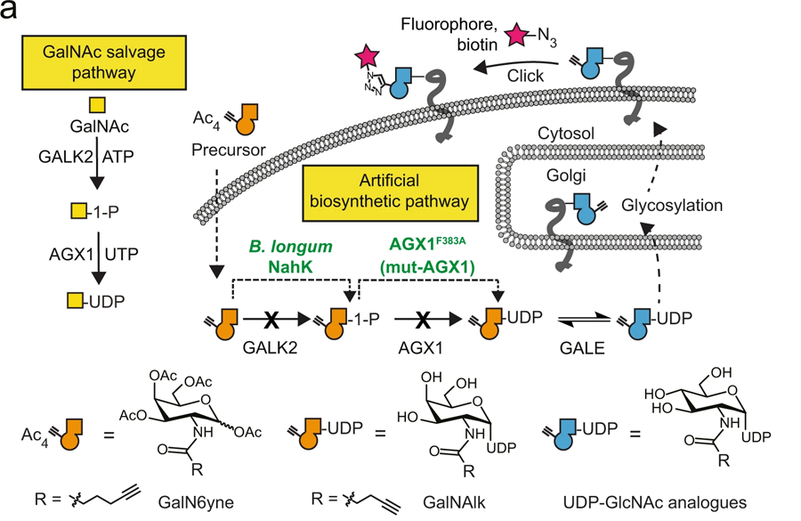 用于化学标记UDP-GalNAc/GlcNAc类似物的人工生物合成途径的开发