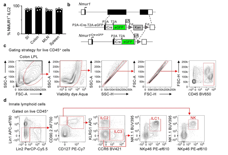 NMUR1 eGFP在淋巴组织和非淋巴组织中高度表达并富含ILC2s
