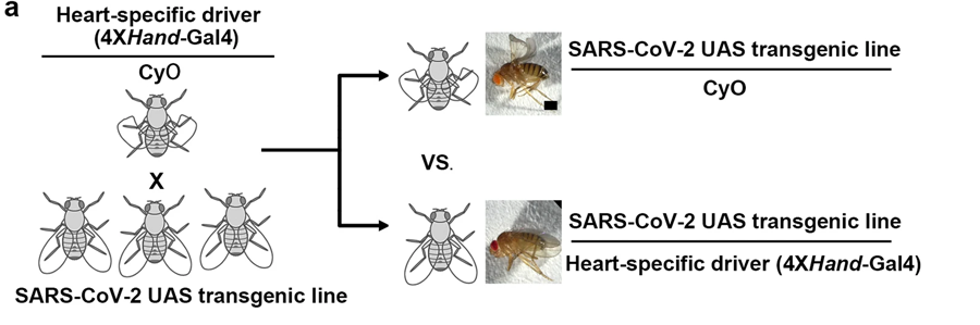 遗传筛选示意图，通过心脏病理学识别特定的SARS-CoV-2基因