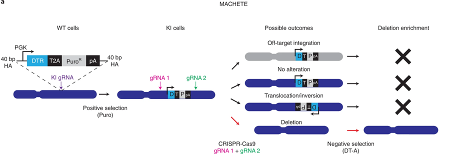 MACHETE能够有效地工程制造出基因组缺失