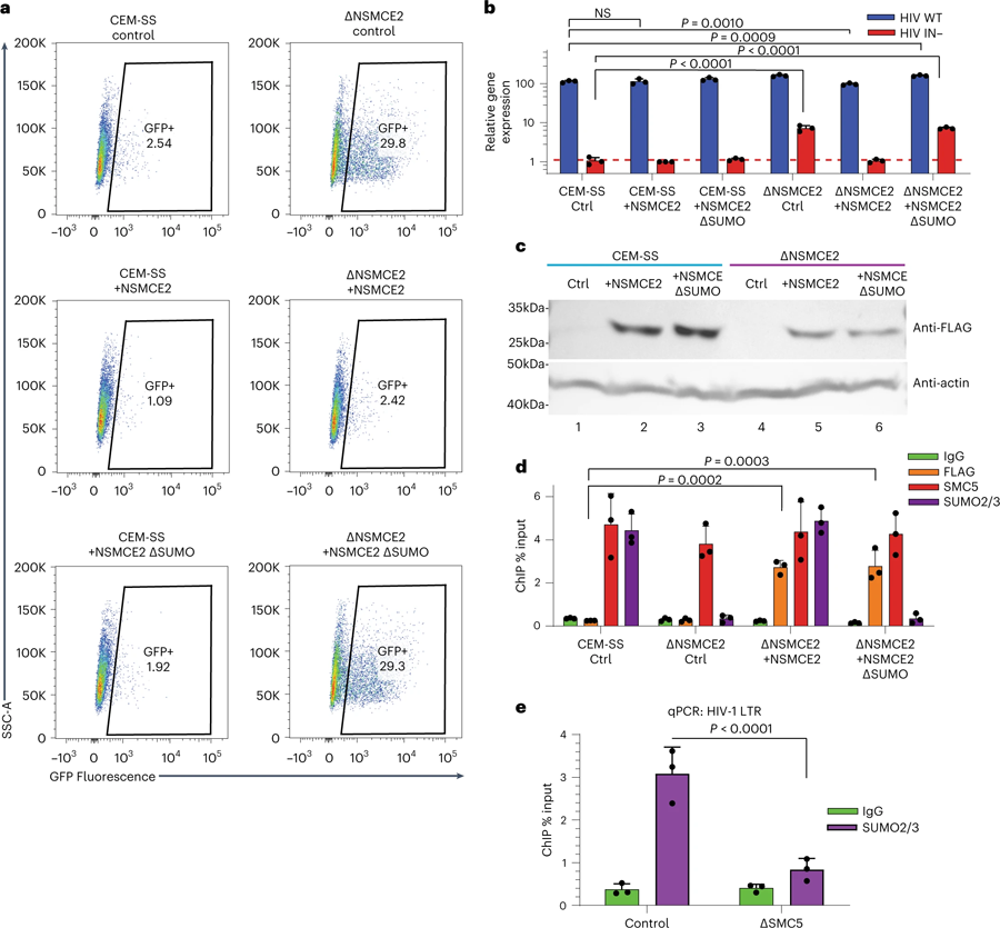 通过NSMCE2对染色质化潜伏HIV-1 DNA进行SUMO修饰