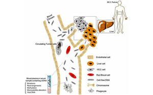 肝癌可通过分析cfDNA的突变和甲基化来检测