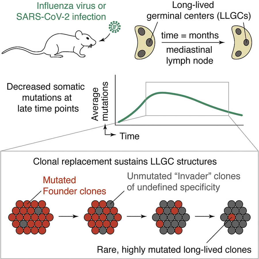 研究人员用流感病毒和SARS-CoV-2病毒感染小鼠，对B细胞的抗体基因进行测序