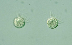 《PNAS》首次发现，一种专吃病毒为生的微生物