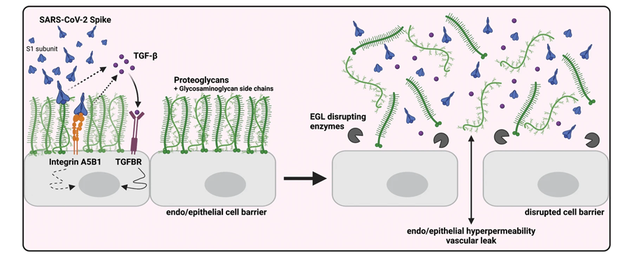 SARS-CoV-2 S触发TGF-β的产生，TGF-β信号传导是S介导的屏障功能障碍所必需的