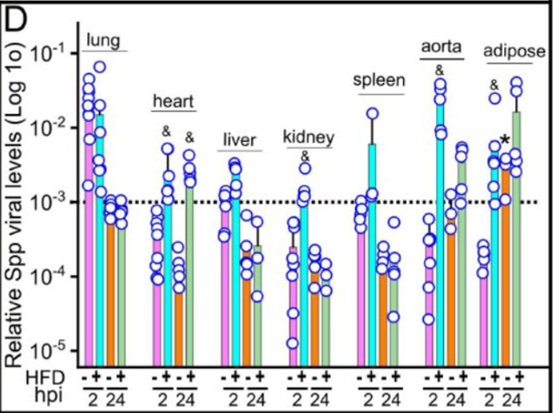 Spp病毒在HFD小鼠中的全身传播