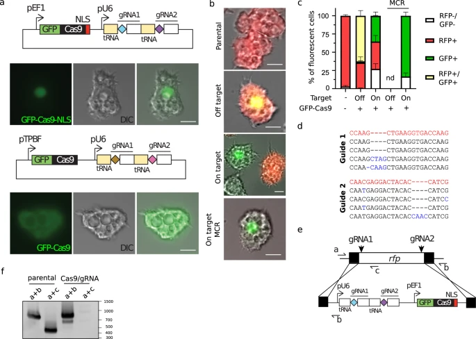 CRISPR/Cas9操作卡氏棘阿米巴