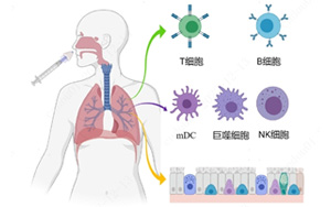 nature 子刊 | 鼻喷疫苗可显著增强黏膜免疫，构建新冠防护第一线