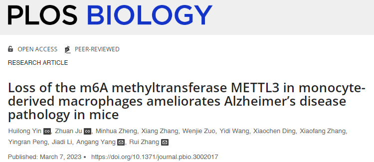 研究表明减少关键信使RNA的甲基化可以促进巨噬细胞向大脑的迁移