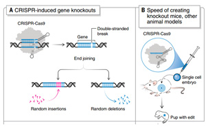 《科学》：诺奖得主解读 CRISPR 的十年