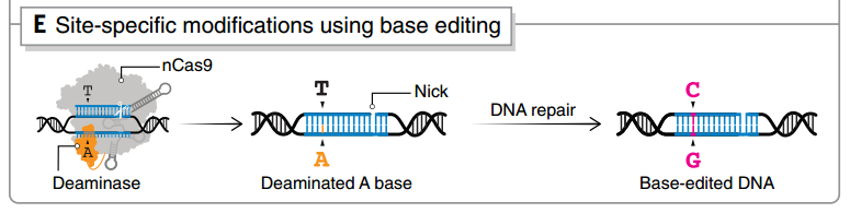 单碱基编辑技术之一base-editing的原理