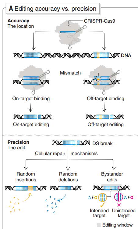 基因编辑特异性和准确性