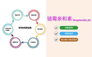 【产品】链霉亲和素(Streptavidin,SA)