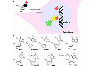 “非凡的”促脑肽——MIT科学家发现逆转阿尔茨海默病的方法