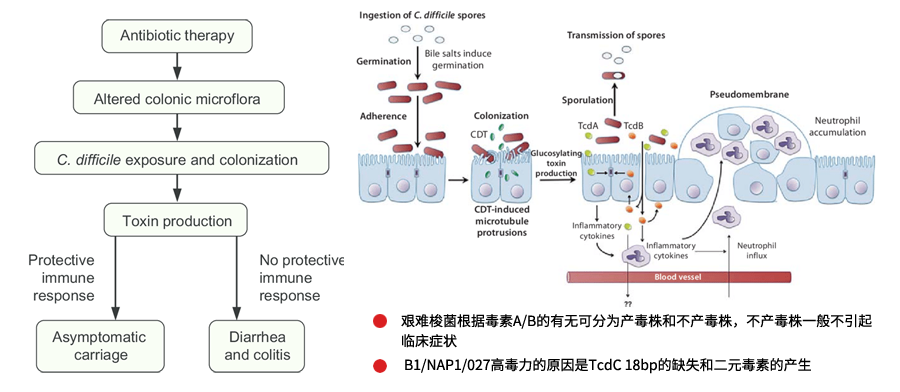 艰难梭菌感染致病机理