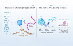 “瑞士军刀”转录因子不仅能结合DNA和蛋白质，还能结合RNA