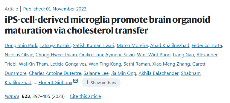 ips细胞衍生的小胶质细胞通过胆固醇转移促进脑类器官成熟