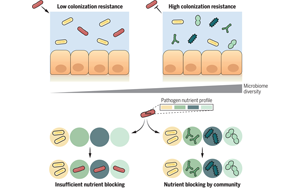 《Science》肺炎和肠道：不同微生物菌群合作切断有害细菌的“军粮”