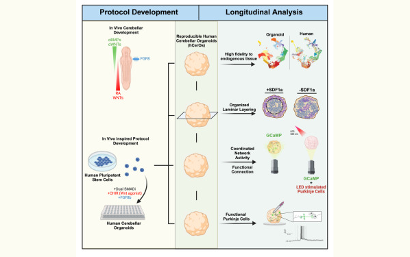 《Cell Stem Cell》改变游戏规则的类器官模型