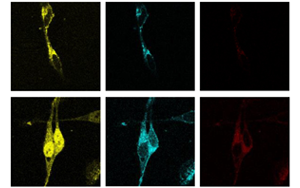 PNAS：脂肪酸调节脂质生物合成的新途径