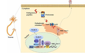 PNAS：新技术让癌细胞更容易暴露出来