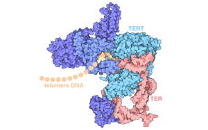 Science：控制端粒酶