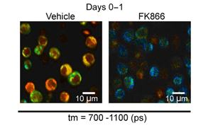 Science Immunology发现负责快速免疫反应的关键代谢过程