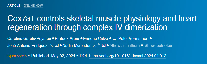 Cox7a1通过复合物IV二聚化控制骨骼肌生理和心脏再生