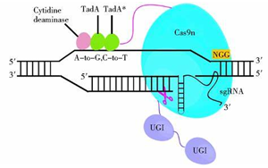 Nature Biotechnology：一种新的基因编辑系统可以治疗复杂的疾病