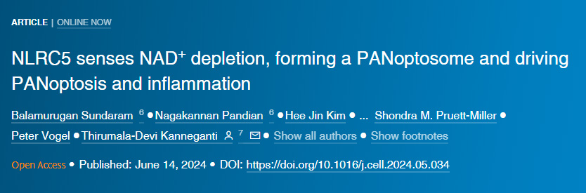 NLRC5感知NAD+损耗形成泛视小体并驱动泛视症和炎症