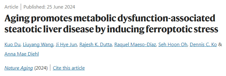 衰老通过诱导脱铁应激促进代谢功能障碍相关脂肪变性肝病