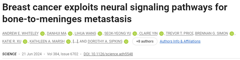 乳腺癌利用神经信号通路进行骨转移