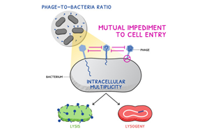 《Current Biology》广为人知的噬菌体感染又有新发现