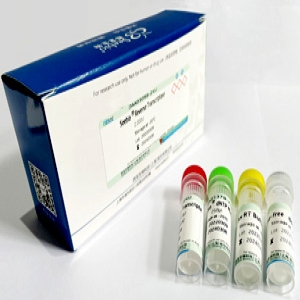 Seebio® Reverse Transcriptase（含 dNTP）