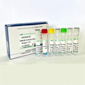 Seebio® 1st Strand cDNA Synthesis Kit